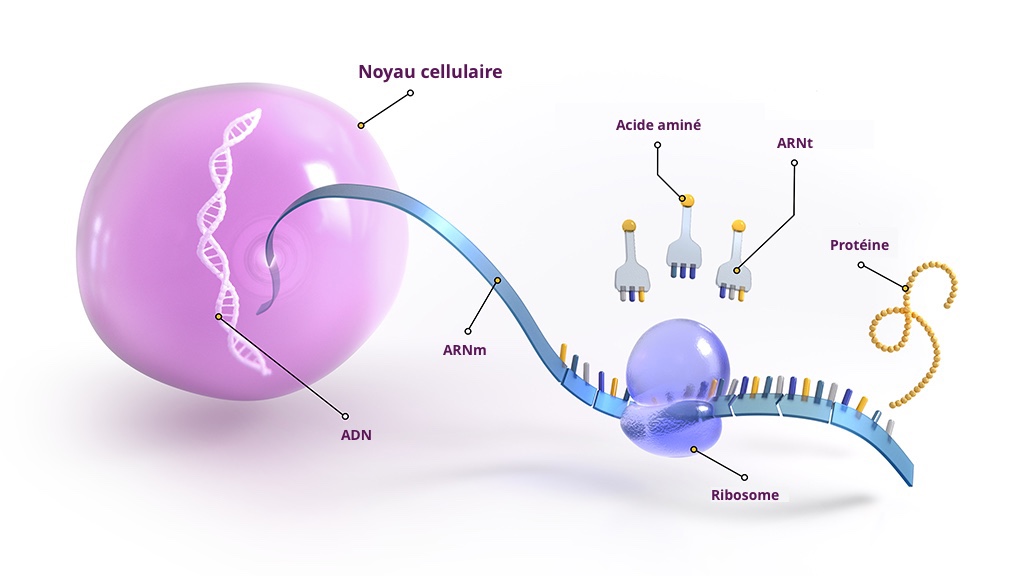 L’ARN et son rôle