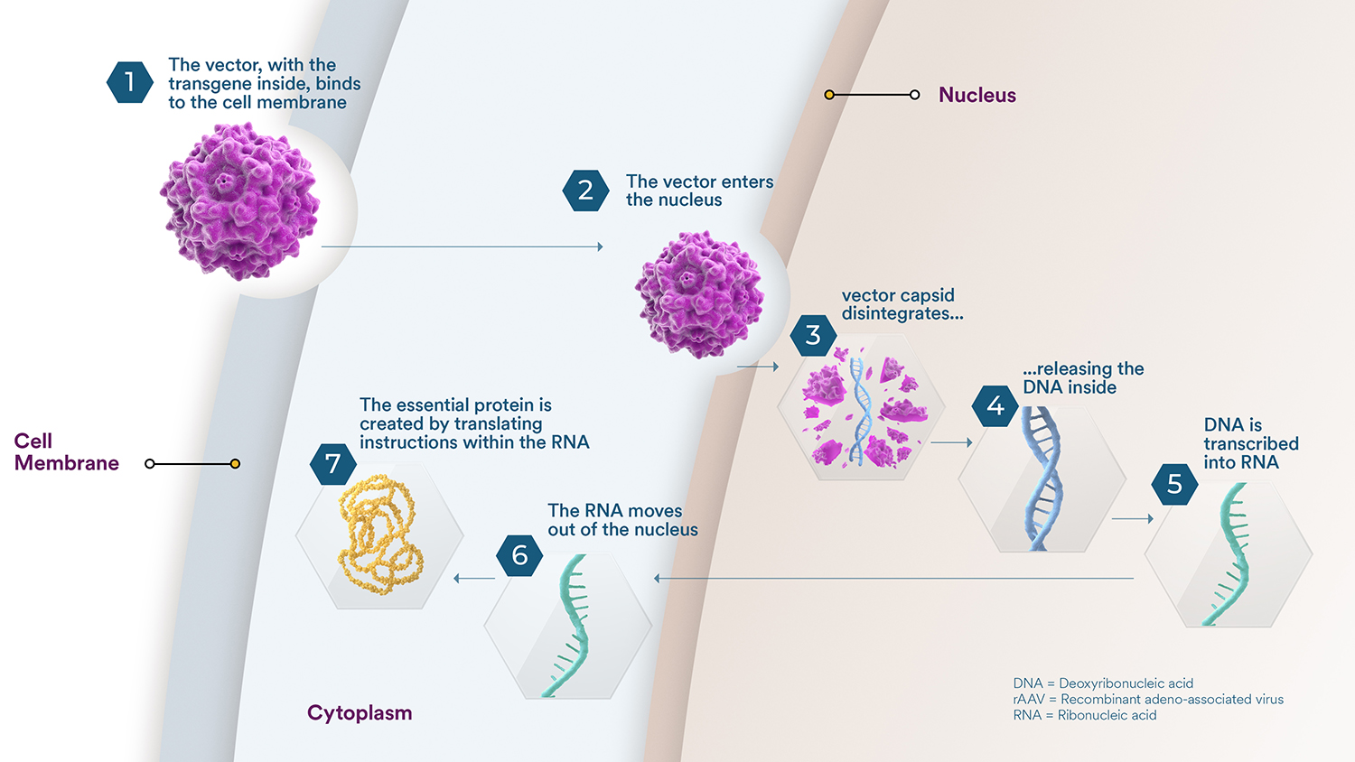 how gene therapy works