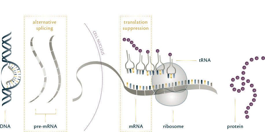 protein_synthesis_2.3
