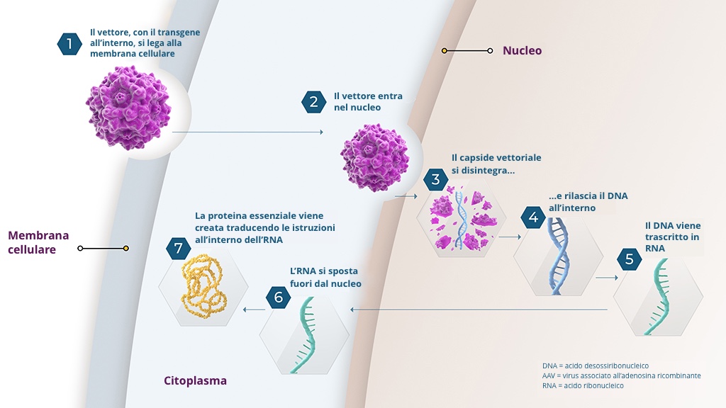 Come funziona la terapia genica