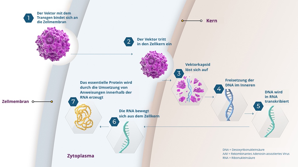 So funktioniert die Gentherapie